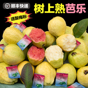 旗芭番石榴芭乐奶油红心白芭乐新鲜低糖水果顺丰中秋礼盒装 礼品