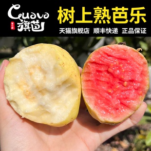 番石榴奶油红心白芭乐礼盒装 包邮 旗芭芭乐果水果新鲜 当季 顺丰