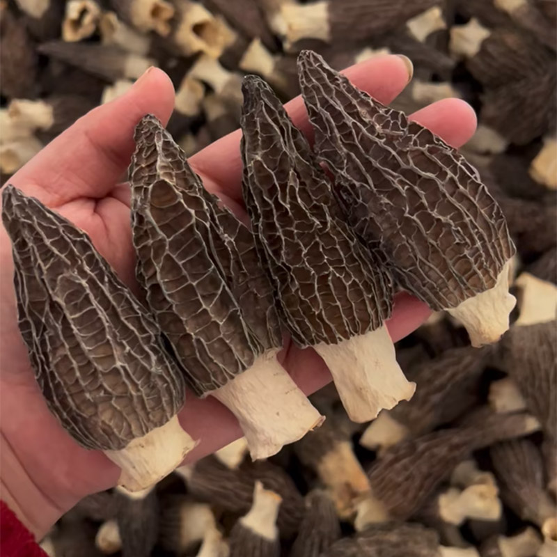 农家头茬肉厚羊肚菌干货煲汤