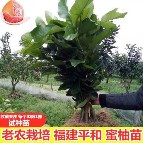 葡萄柚子苗价格 葡萄柚子苗图片 星期三 葡萄柚子苗价格 葡萄柚子苗图片 星期三