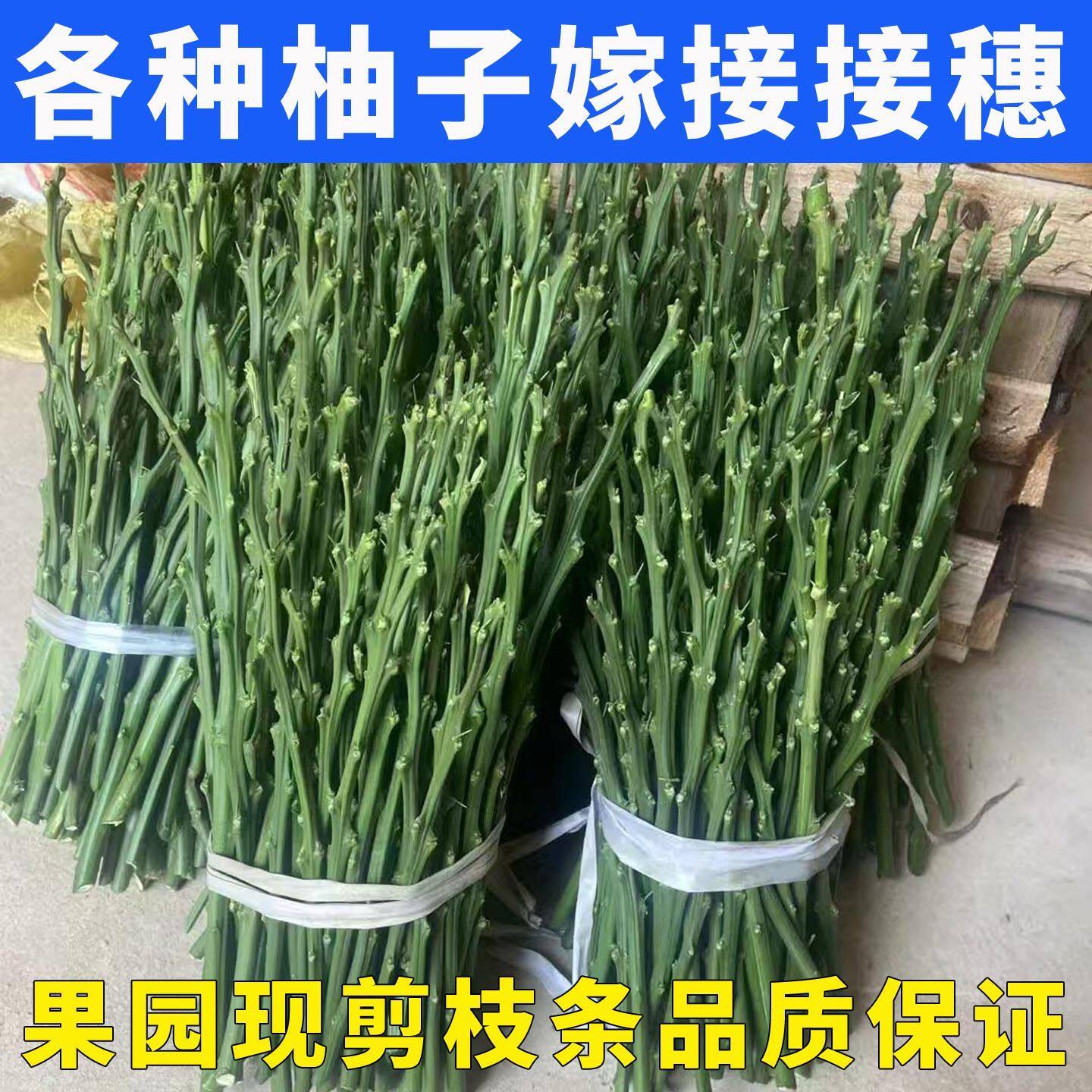 嫁接枝条穗新鲜葡萄柚三红柚子红心红肉西柚暹罗红蜜柚泰国青柚穗