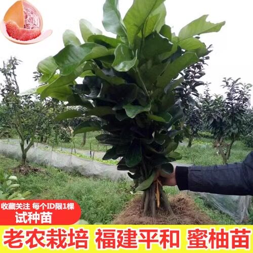 柚子苗正宗福建平和红心嫁接树苗三红蜜柚树庭院盆栽南方种植果树