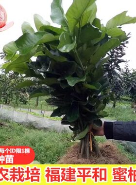 柚子苗福建平和蜜柚苗红心果苗
