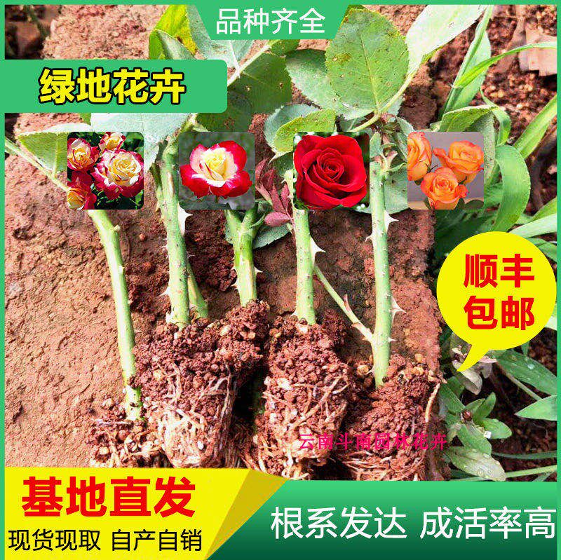 300棵顺丰包邮云南切花四季玫瑰苗月季花苗【卡罗拉】裸根扦插苗