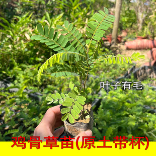 正宗鸡骨草苗有毛鸡骨草盆栽 广东食用草药盆栽 好养植物