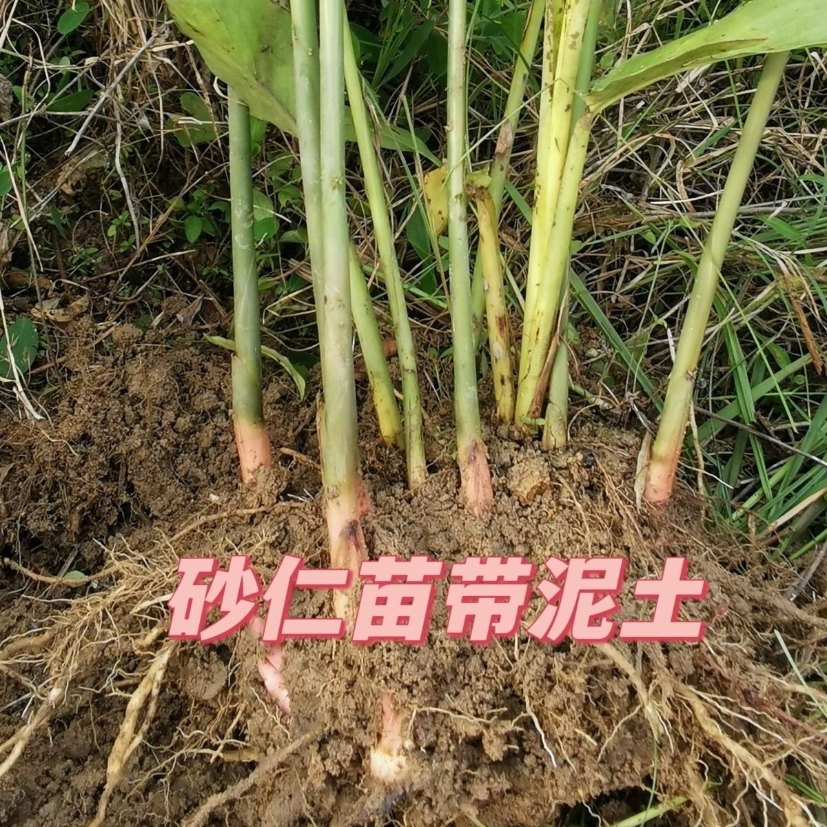 广东阳春春砂仁苗砂仁根地上结果春砂仁果树五颗包邮