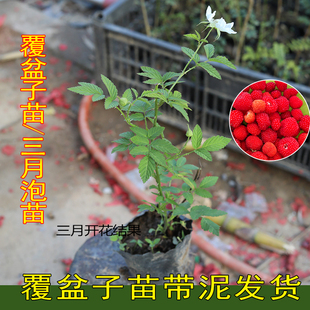 三月泡树苗复盘子竹虫节食用叶子野树莓原工带杯