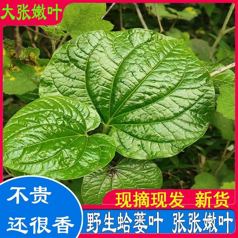 假蒌叶假蒌苗蛤蒌苗盆栽包粽子用山蒌苗现摘新鲜野生急捞叶蛤蒌叶