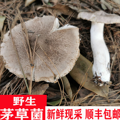 顺丰包邮现采野生菌小灰蘑菇茅草