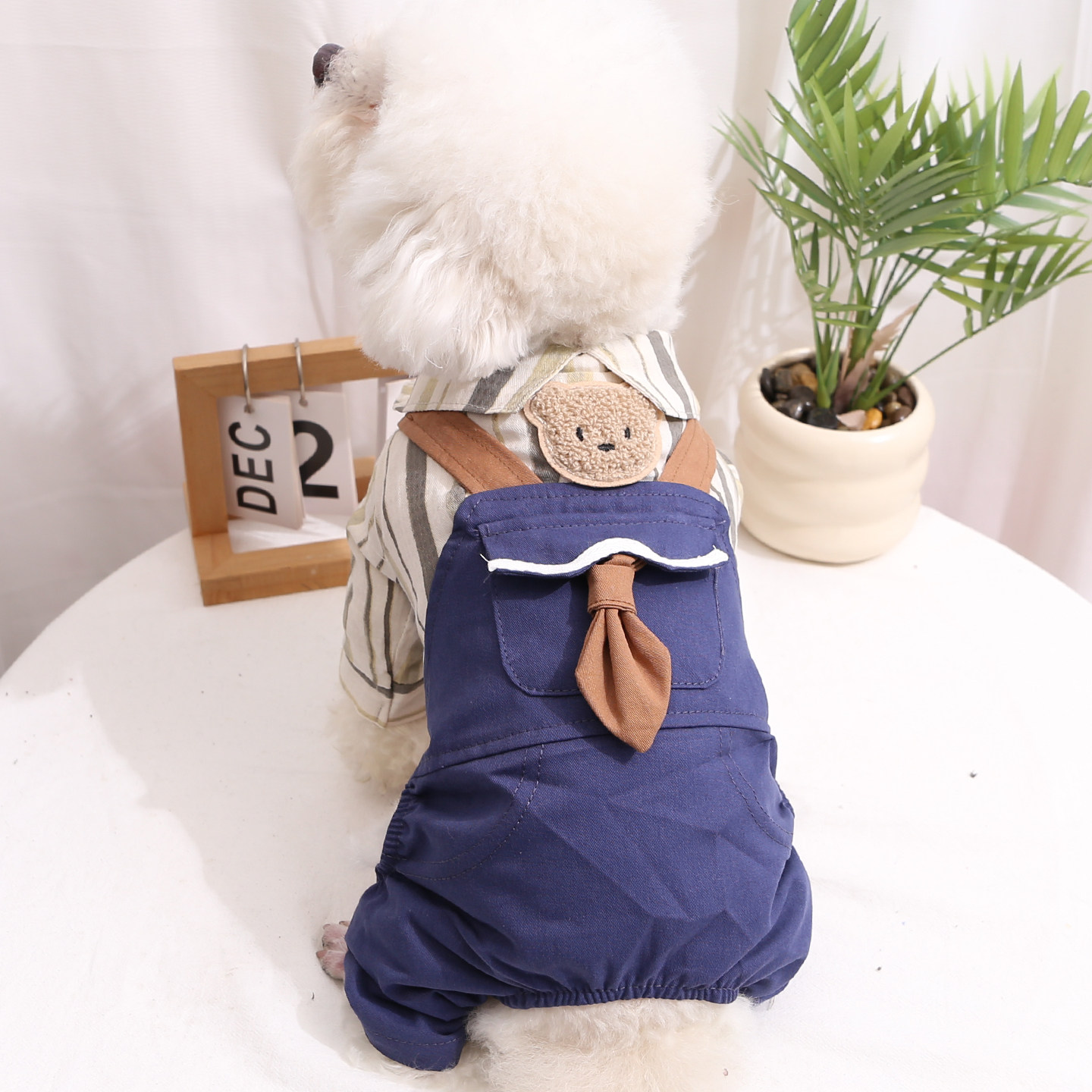 小狗狗衣服春装薄款绅士领结背带裤泰迪比熊西高地小型犬宠物服装