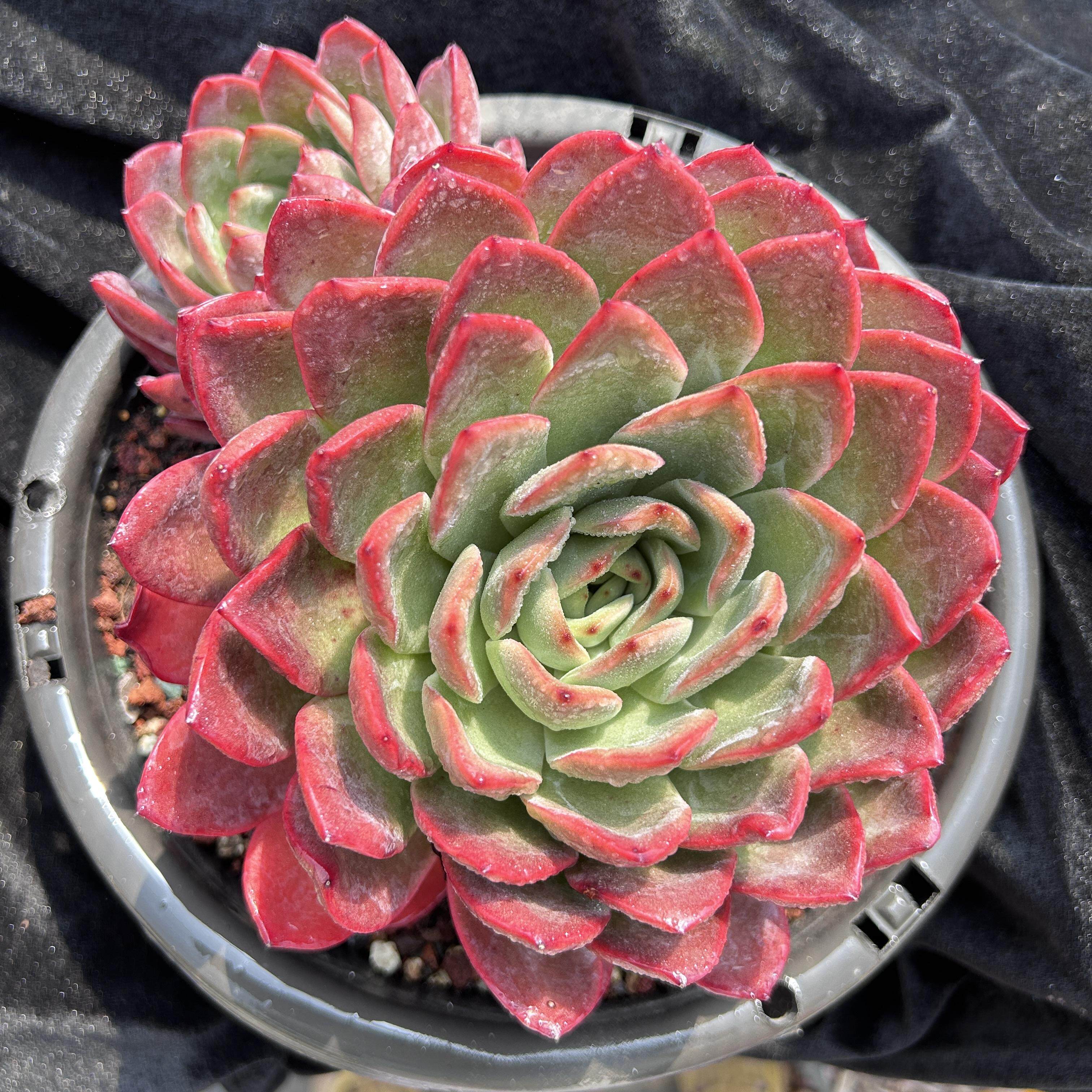 经典红色多肉植物雅典娜性感pp大单头多肉植物稀有多肉品种
