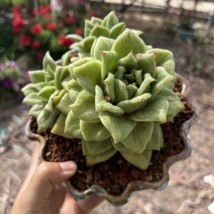 多肉品种蔷薇玫瑰整群无砍稀有贵货绿色护眼多肉凸起叶片多肉植株