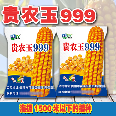 玉米种子中高海拔种植贵农玉999