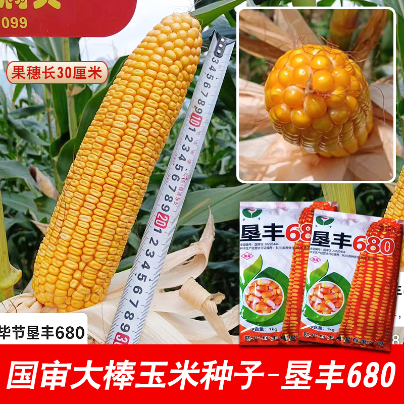 680中高海拔牙齿深玉米种子