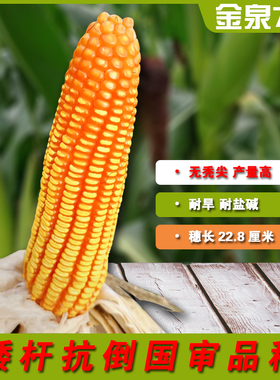 金泉768玉米种矮杆抗倒国审玉米品种硬粒型玉米适应中高海拔种植