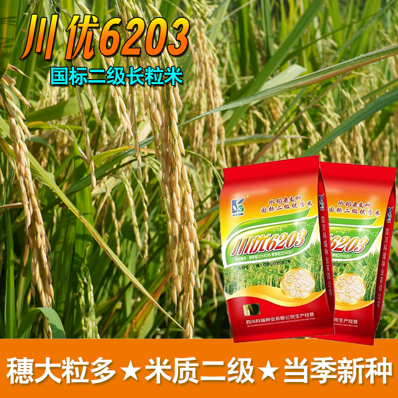 国标二级米川优6203水稻种稻谷种