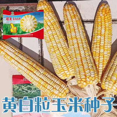 原装杂交玉米种子龙玉668