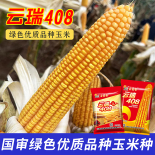 西南国审定绿色品种云瑞408玉米种子抗性强适应中高海拔