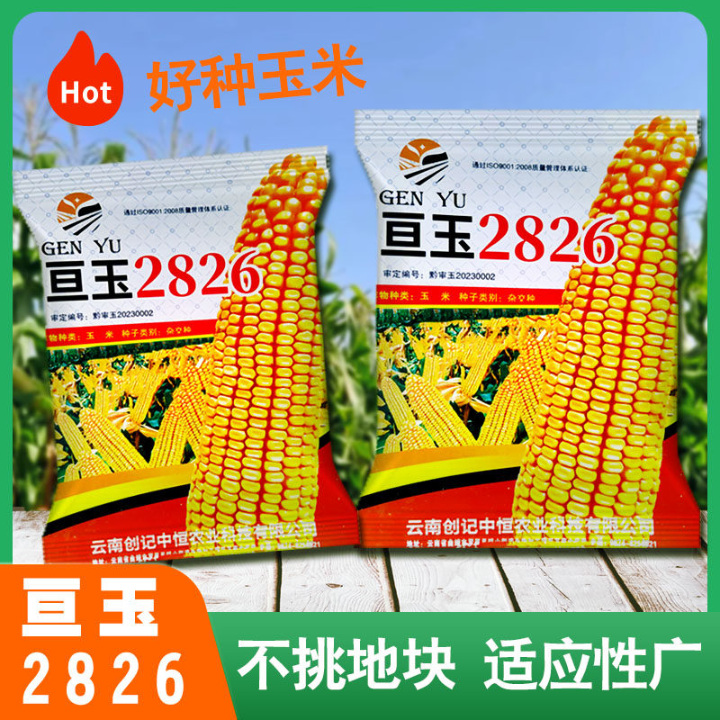 原装亘玉2826玉米种子耐高温耐瘠薄抗性强中高海拔云贵川种植