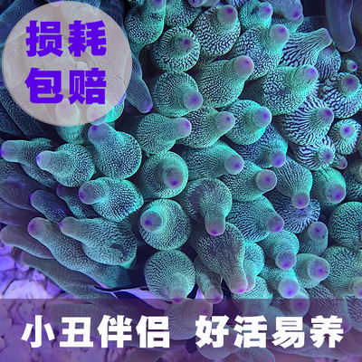 奶嘴海葵珊瑚绿海葵紫点海葵珊瑚