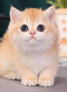 英短金渐层幼猫纯种ny12短毛活体蓝金渐层长毛矮脚猫宠物猫咪活物
