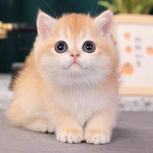 英短金渐层幼猫纯种ny12短毛活体蓝金渐层长毛矮脚猫宠物猫咪活物