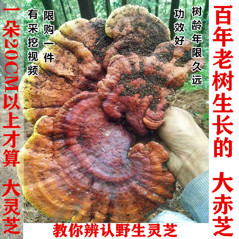 野生灵芝大赤芝拍2份一斤包邮