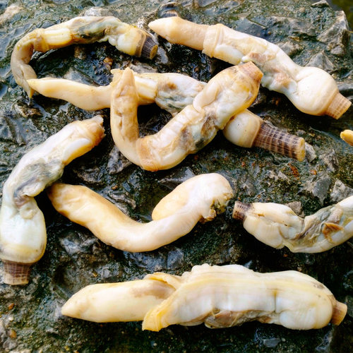 苏鹤农庄｜新鲜农家竹蛏干 黄沙港手剥去壳 煲汤爆炒 500g