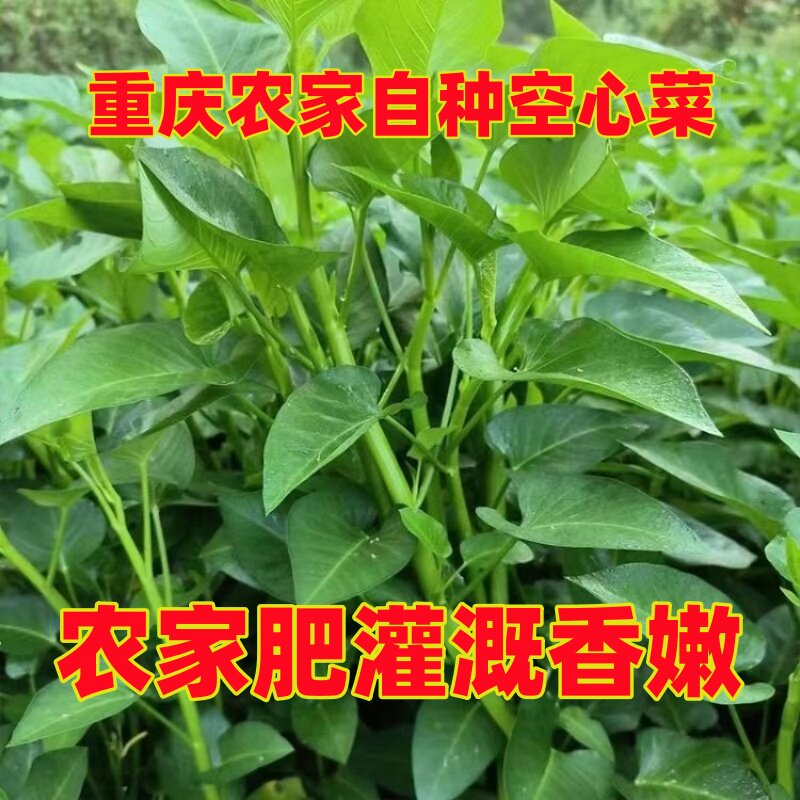 重庆农家空心菜新鲜现摘现发藤藤菜通心菜无心才空筒菜泡沫箱发货