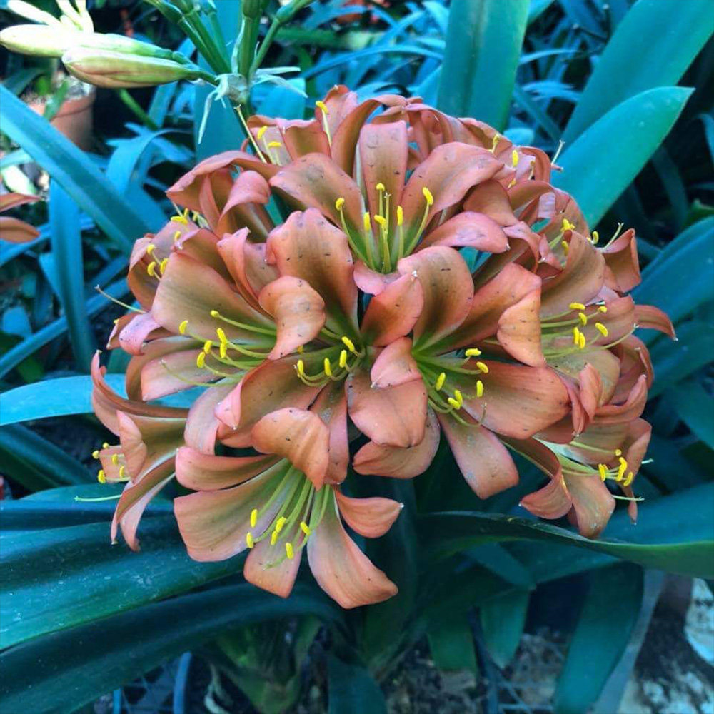 foreign奇花君子兰盆栽 细叶异花稀有小苗耐寒室内外绿植净化空气