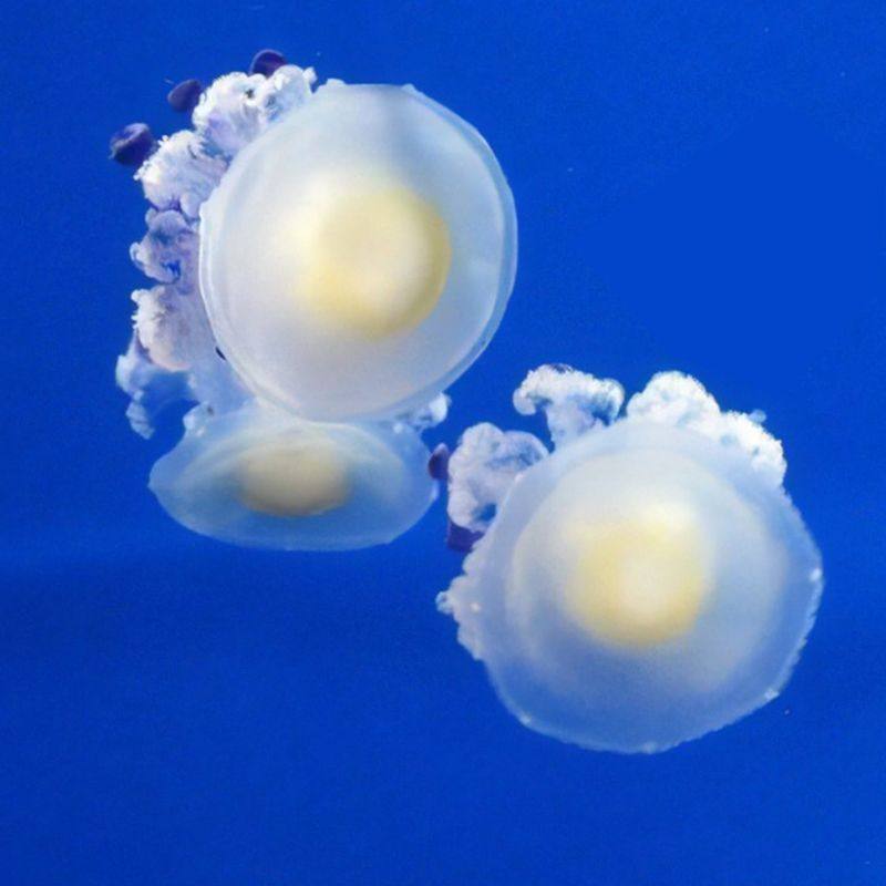 煎蛋水母蛋黄水母活物美杜莎水母无毒生日礼物紫色葡萄荷包蛋水母