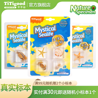 千千谷海洋动物标本套装真实动物透明树脂学生儿童科普玩具摆件