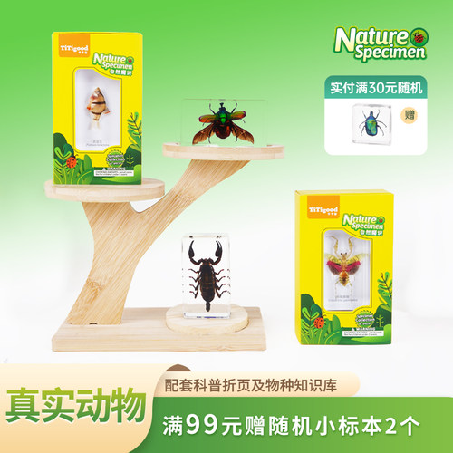 TiTigood千千谷真实昆虫海洋标本
