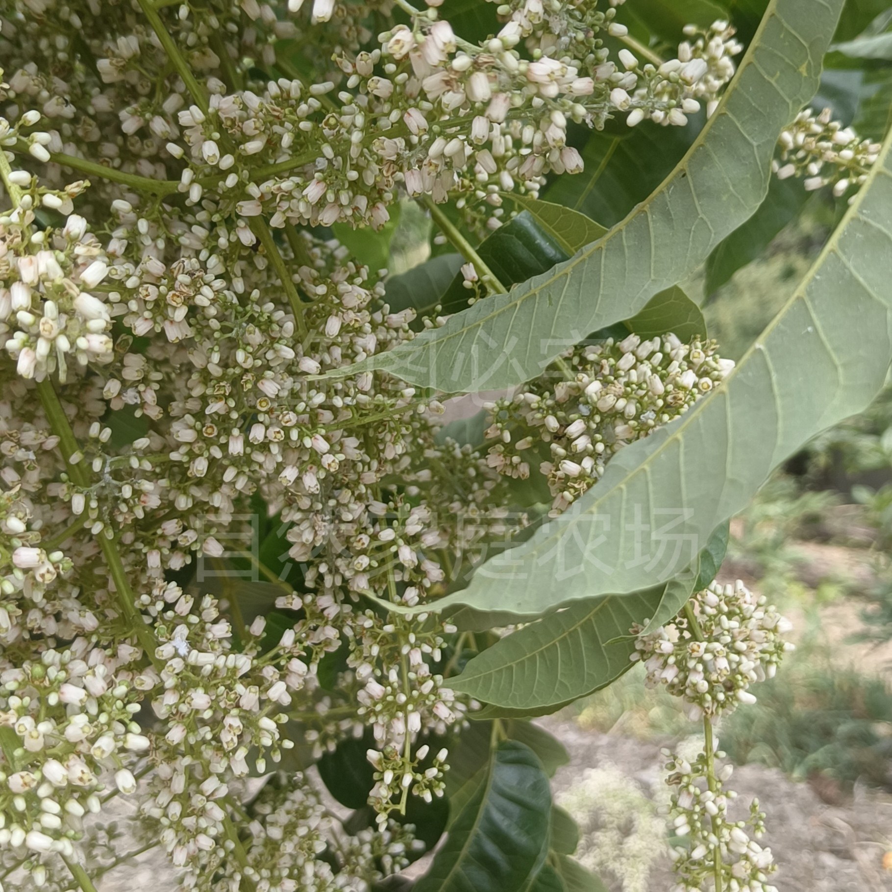 野生老树 新货香椿花 中药材 泡茶 香椿树花 精选野生新品原产地