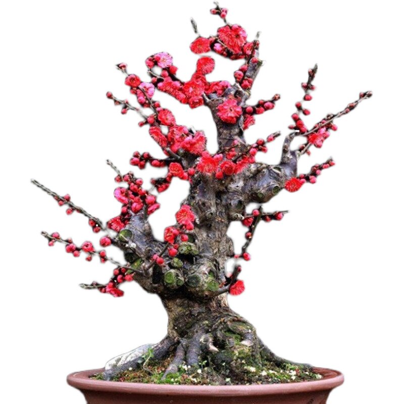 梅花盆栽老桩红梅腊梅盆景树苗花卉耐寒植物室内阳台庭院