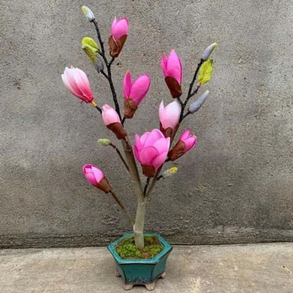 阳台盆栽植物红紫玉兰花广玉兰大树苗大型四季黄白玉兰地栽绿化苗