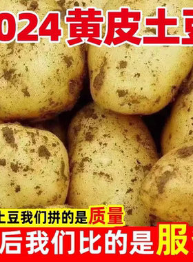 2024新土豆新鲜纯天然洋芋新鲜黄心土豆粉糯香面应季马铃薯正宗