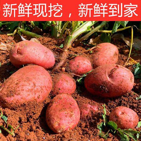 红皮土豆云南大理红土地高原山区农家自种现挖新鲜马铃薯洋芋包邮