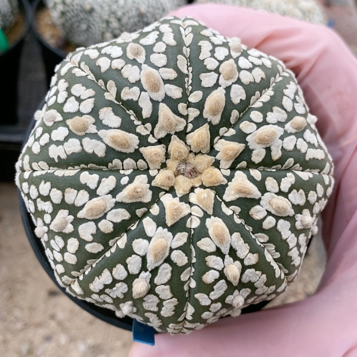 ｖ兜实生福利,鲜花速递/花卉仿真/绿植园艺,多肉植物,淘宝优惠券,粉丝福利购,淘宝优惠卷