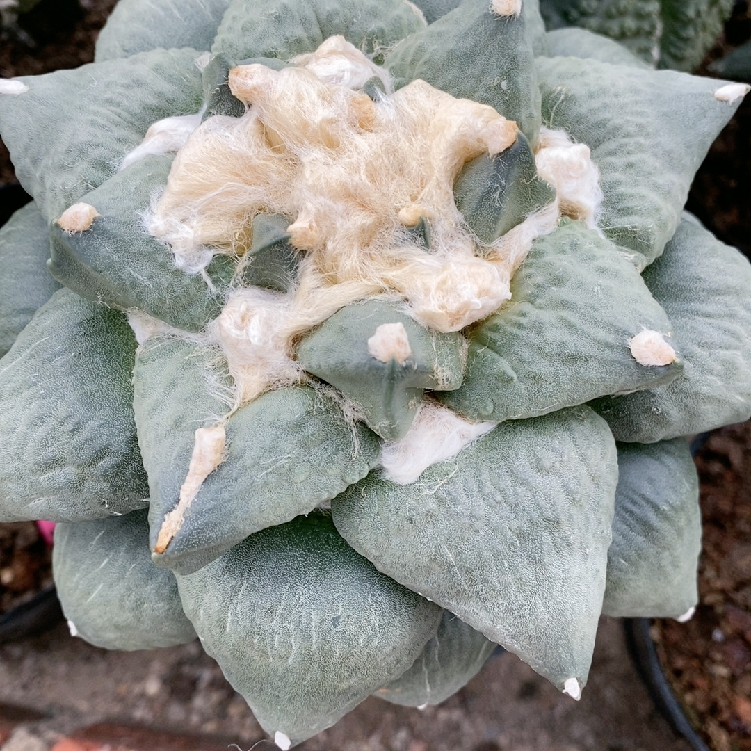 无根青瓷,鲜花速递/花卉仿真/绿植园艺,多肉植物,淘宝优惠券,粉丝福利购,淘宝优惠卷