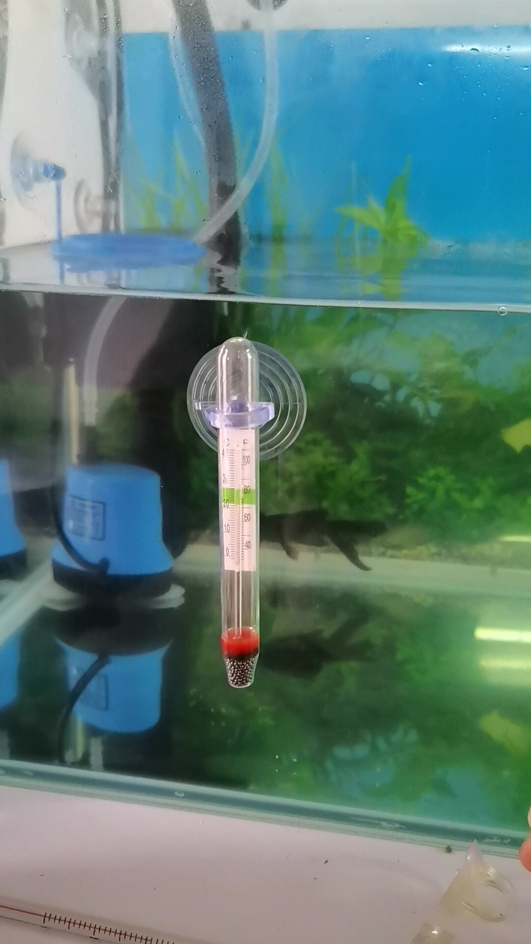 鱼缸水族温度计固定吸盘大小温度计新款温度计吸盘吸力大牢固耐用