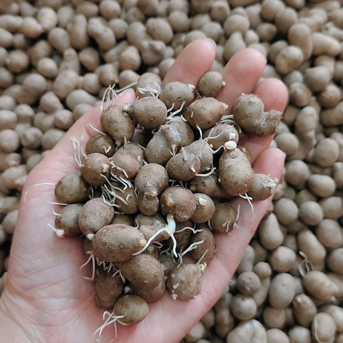 山药豆种怀山药蛋淮山药种苗山药嘴子发芽豆育苗盆栽