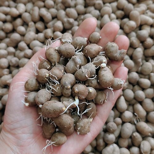 山药豆种怀山药蛋淮山药种苗山药嘴子发芽豆育苗盆栽