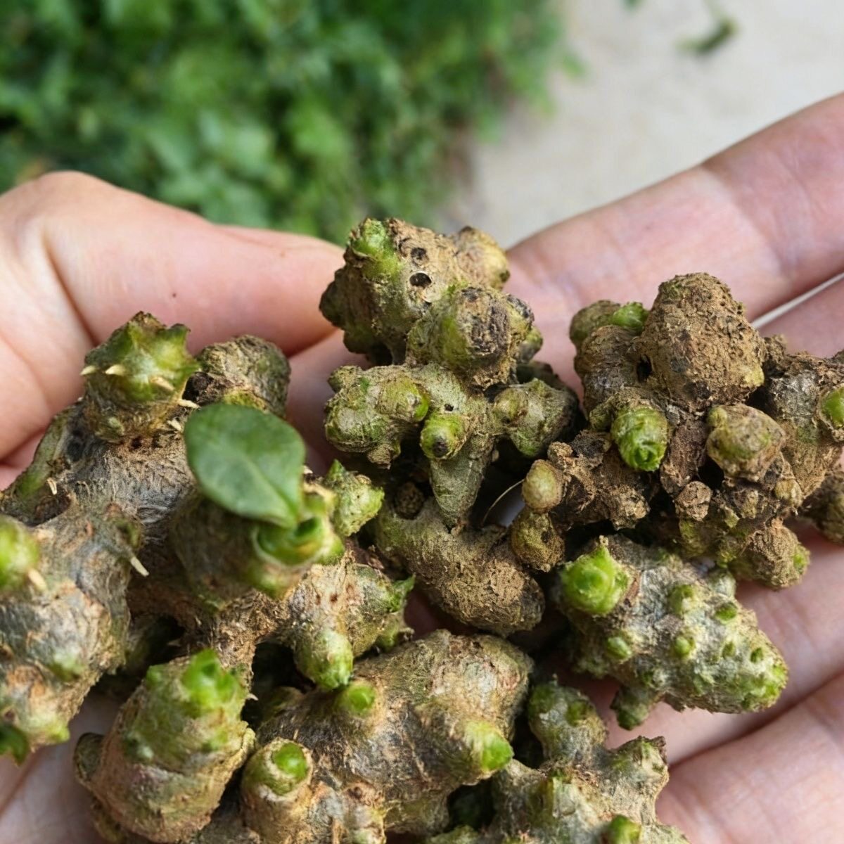 藤三七种球植物苗食药用土田七种子根茎室外易活花卉爬藤绿植盆栽
