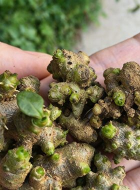 藤三七种球植物苗食药用土田七种子根茎室外易活花卉爬藤绿植盆栽