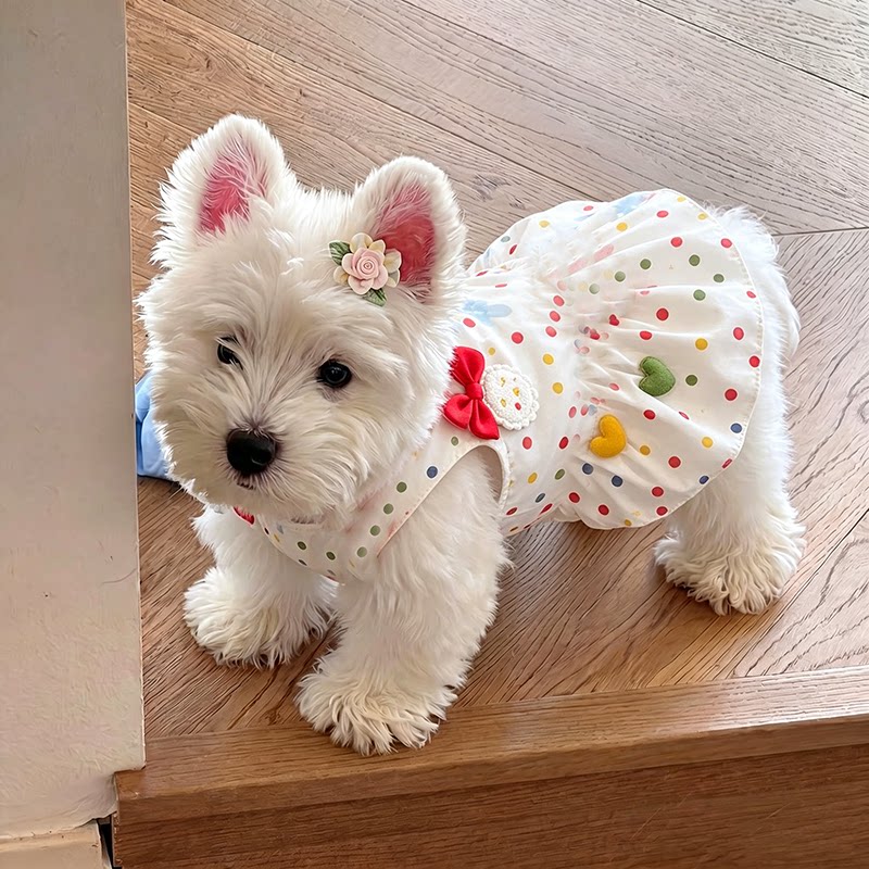 彩色波点连衣裙宠物衣服猫咪小型犬小体狗狗夏季吊带裙子马尔济斯