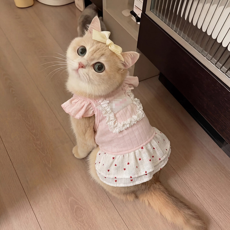 泰迪裙子小狗狗夏季衣服宠物小型幼犬比熊博美约克夏猫咪春夏薄款