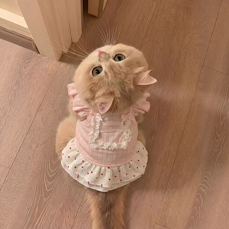 泰迪裙子小狗狗夏季衣服宠物小型幼犬比熊博美约克夏猫咪春夏薄款