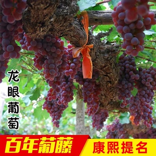 涿鹿县特产龙眼葡萄北国明珠现摘葡萄红葡萄孕妇水果5斤整箱包邮