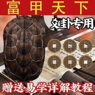 卦卜铜钱龟壳老式风水摇铜钱干净龟壳中华文玩手把件摇卦龟甲完整
